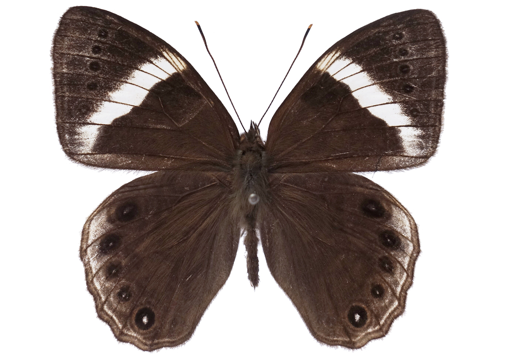 $publishedArticle->coverImageAltText