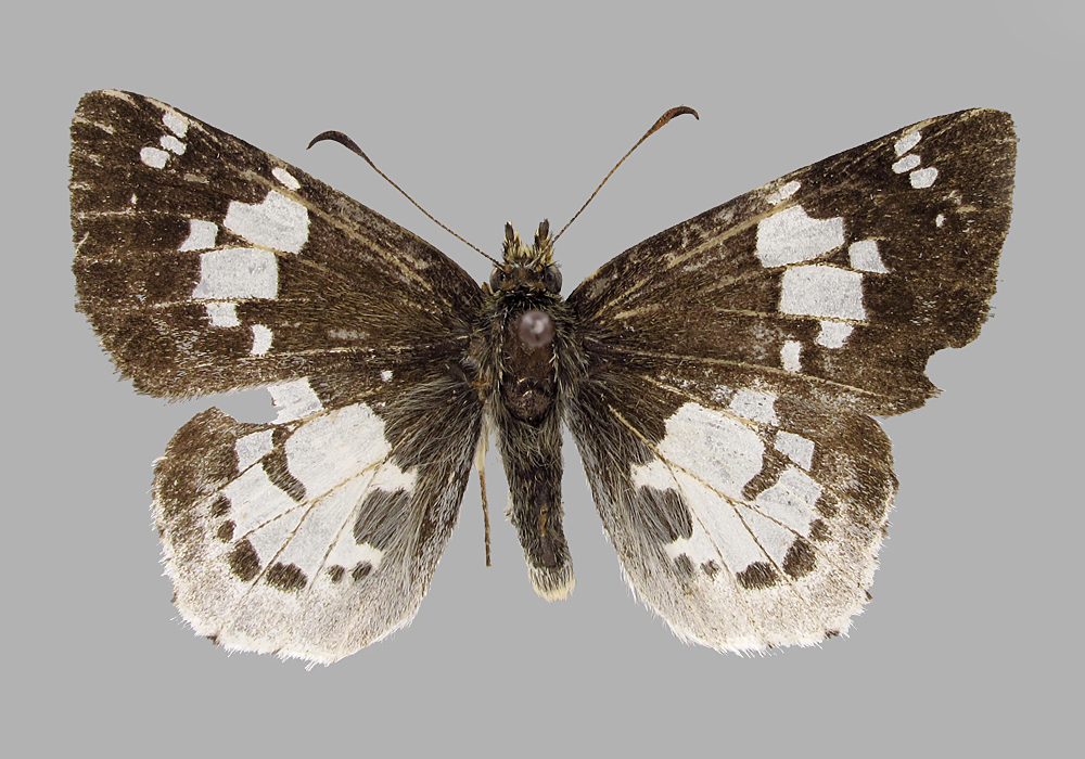 $publishedArticle->coverImageAltText