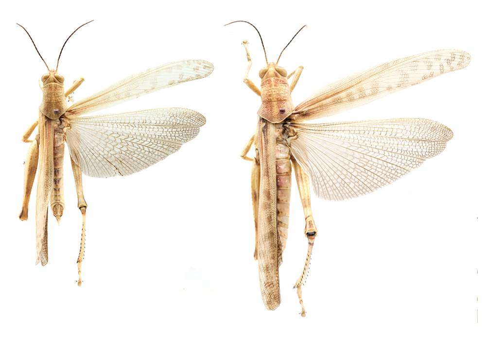 $publishedArticle->coverImageAltText