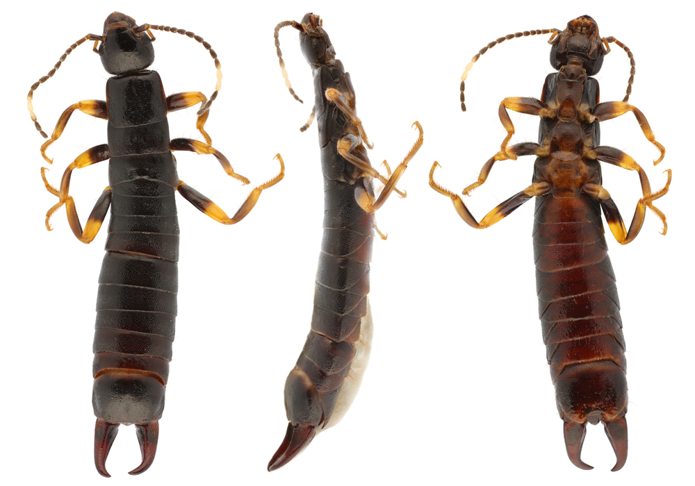 $publishedArticle->coverImageAltText