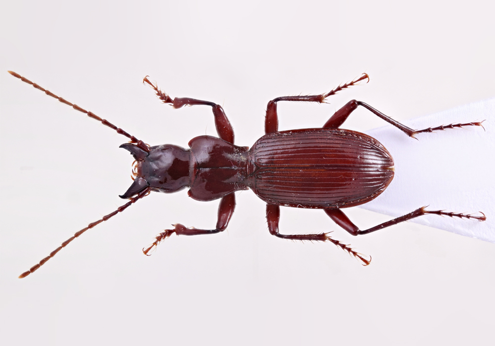 $publishedArticle->coverImageAltText