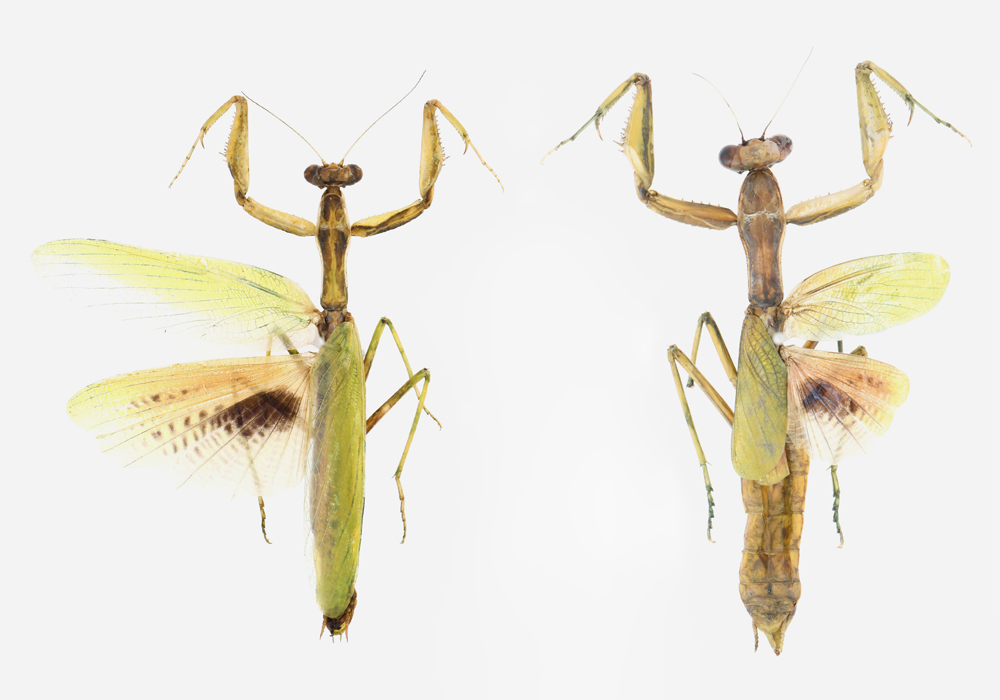 $publishedArticle->coverImageAltText