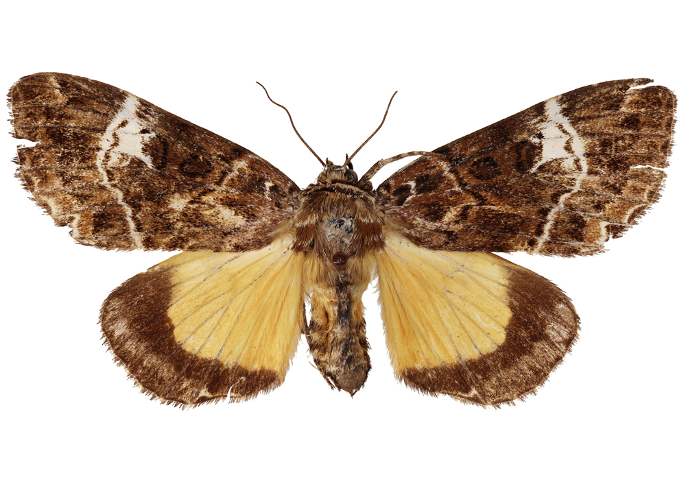 $publishedArticle->coverImageAltText