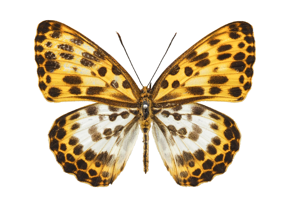 $publishedArticle->coverImageAltText