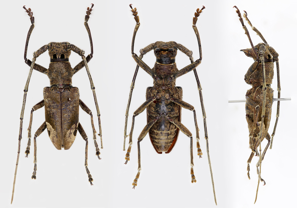 $publishedArticle->coverImageAltText