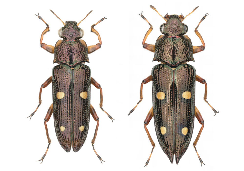 $publishedArticle->coverImageAltText