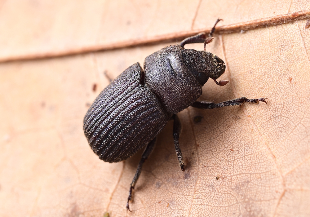 $publishedArticle->coverImageAltText