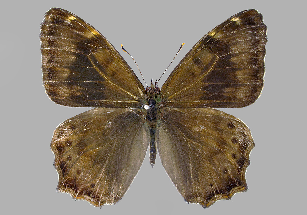 $publishedArticle->coverImageAltText