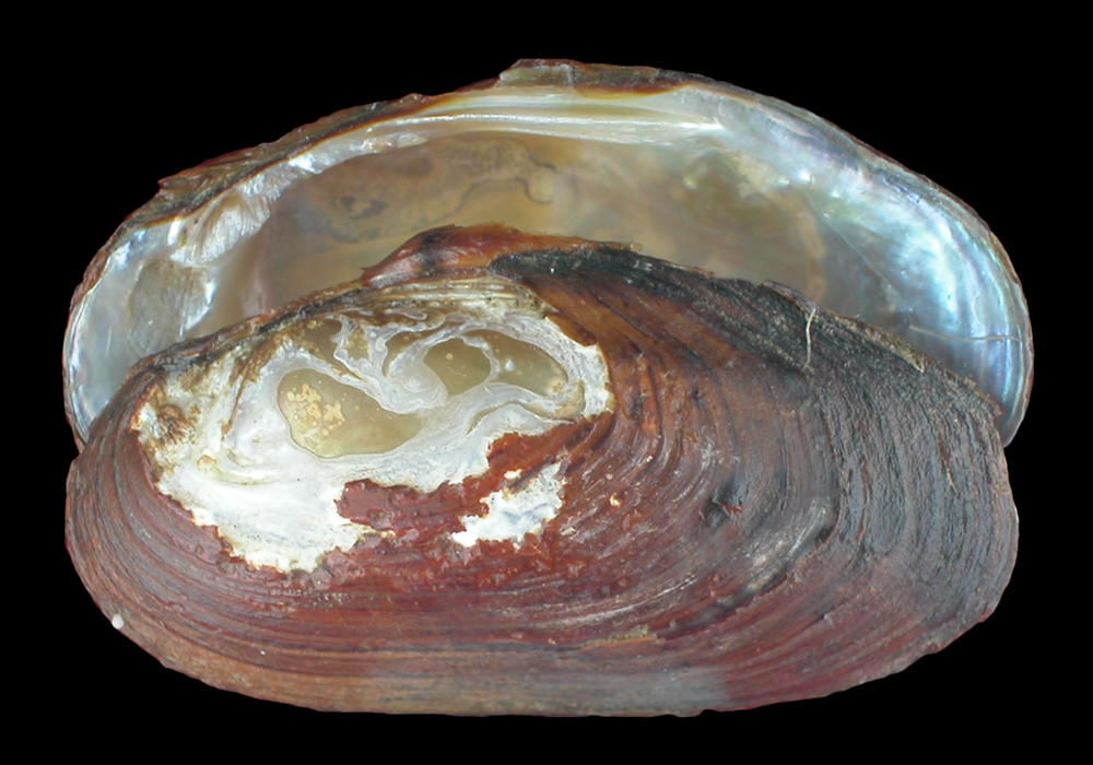 $publishedArticle->coverImageAltText