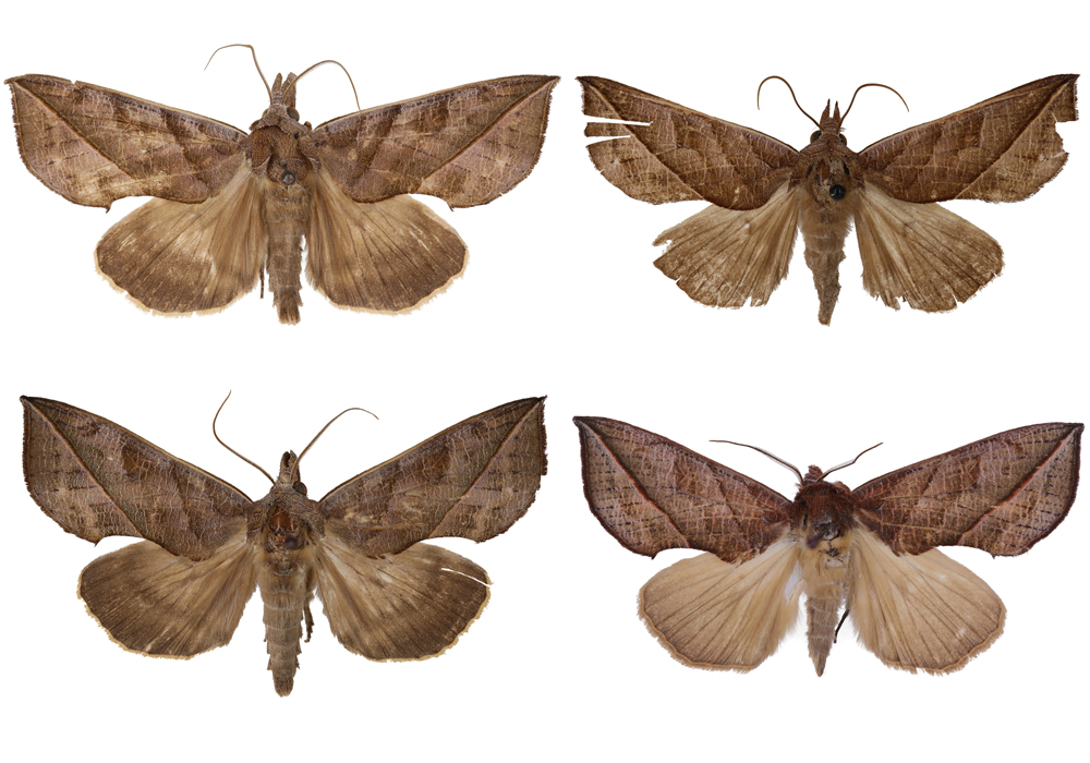 $publishedArticle->coverImageAltText