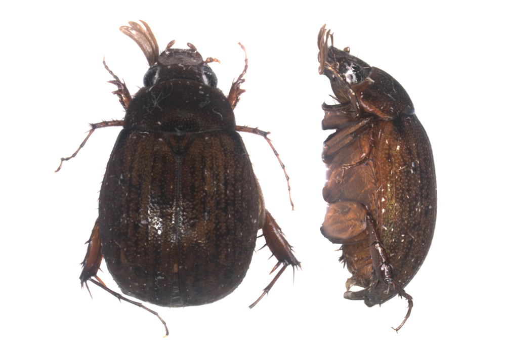 $publishedArticle->coverImageAltText