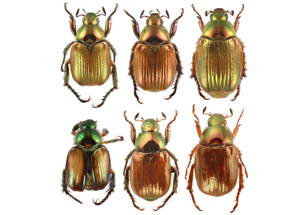 $publishedArticle->coverImageAltText