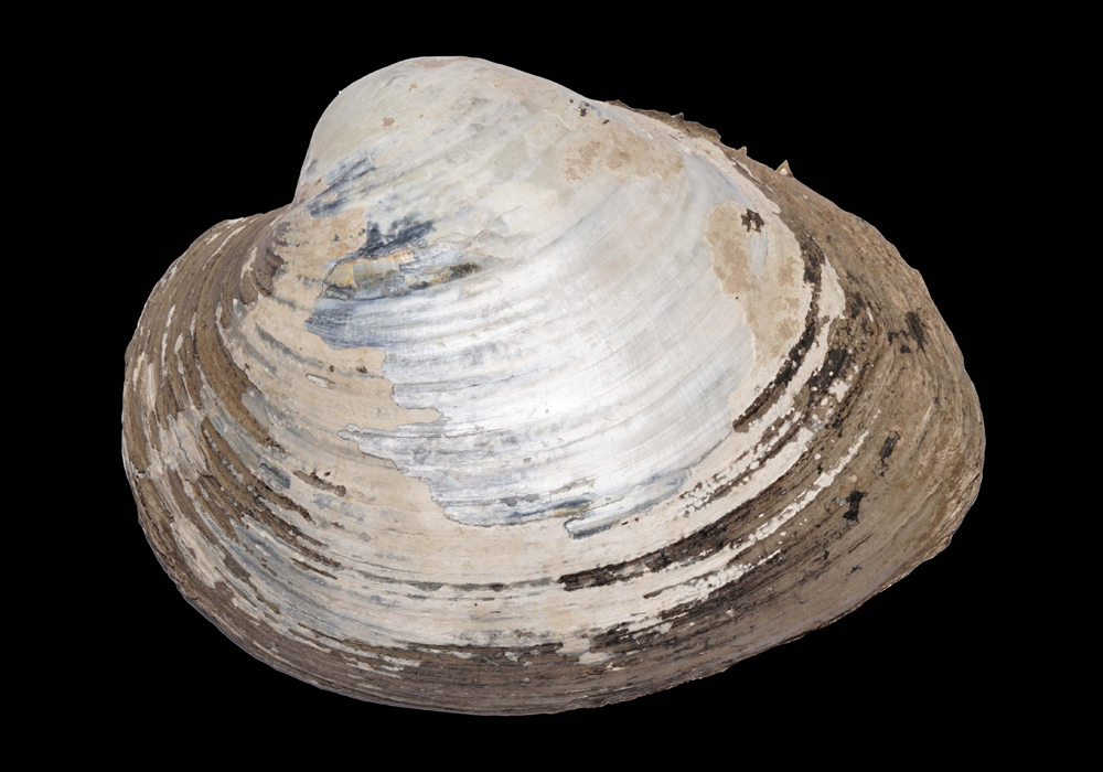 $publishedArticle->coverImageAltText