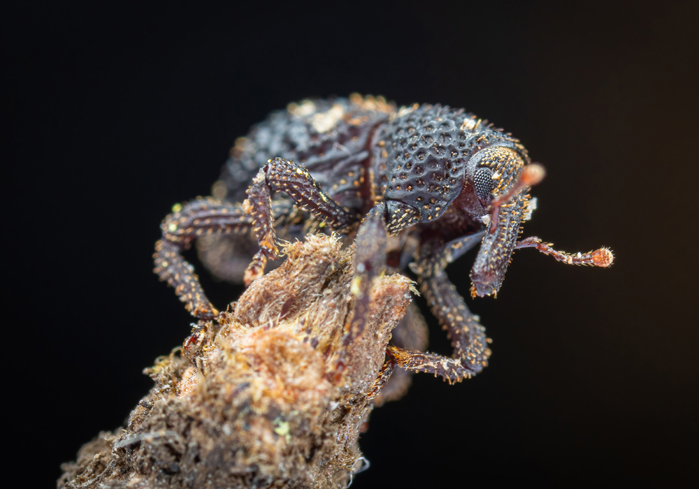 $publishedArticle->coverImageAltText