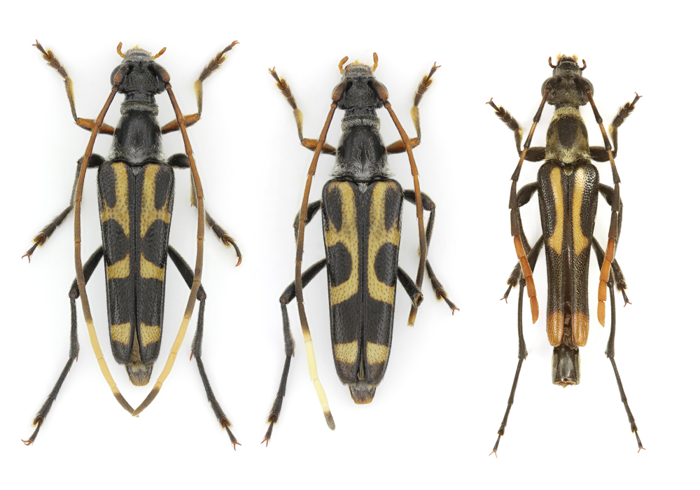 $publishedArticle->coverImageAltText