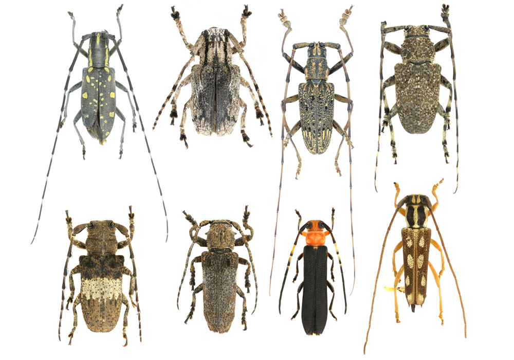 $publishedArticle->coverImageAltText