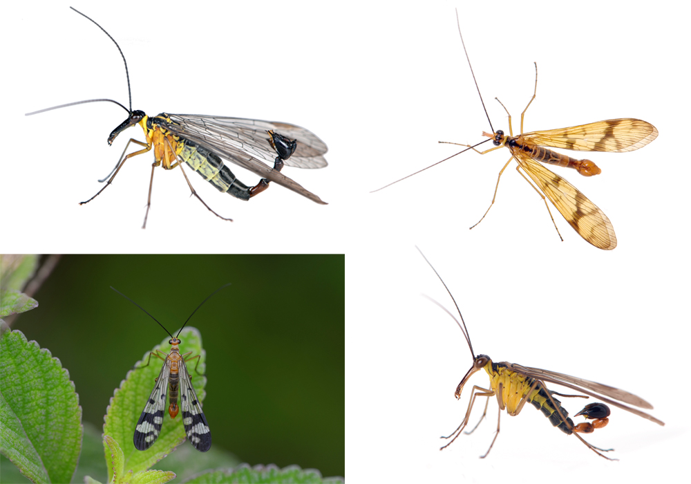 $publishedArticle->coverImageAltText