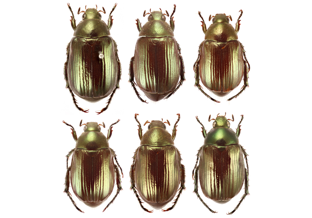 $publishedArticle->coverImageAltText