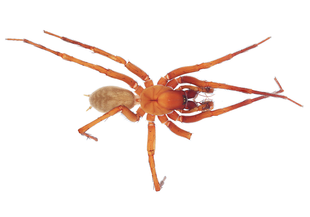 $publishedArticle->coverImageAltText