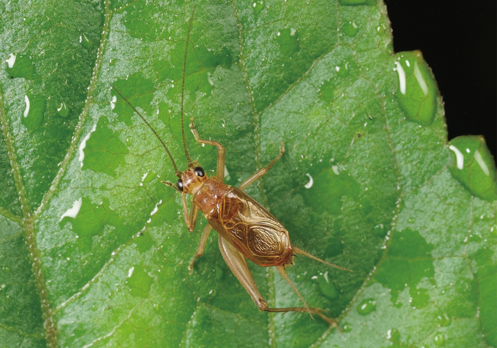 $publishedArticle->coverImageAltText