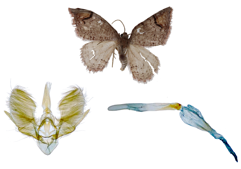 $publishedArticle->coverImageAltText