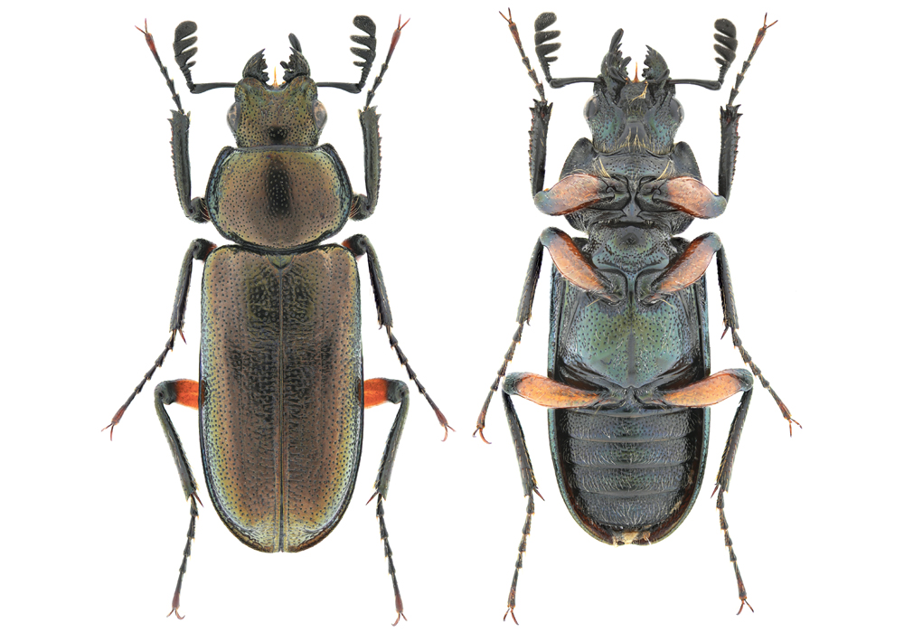 $publishedArticle->coverImageAltText