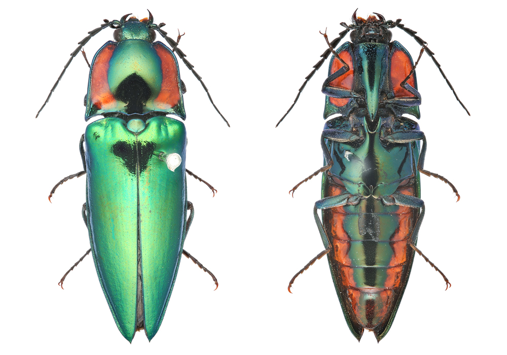 $publishedArticle->coverImageAltText