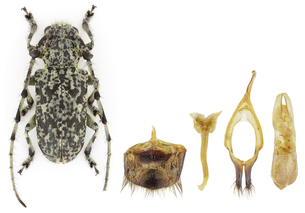 $publishedArticle->coverImageAltText