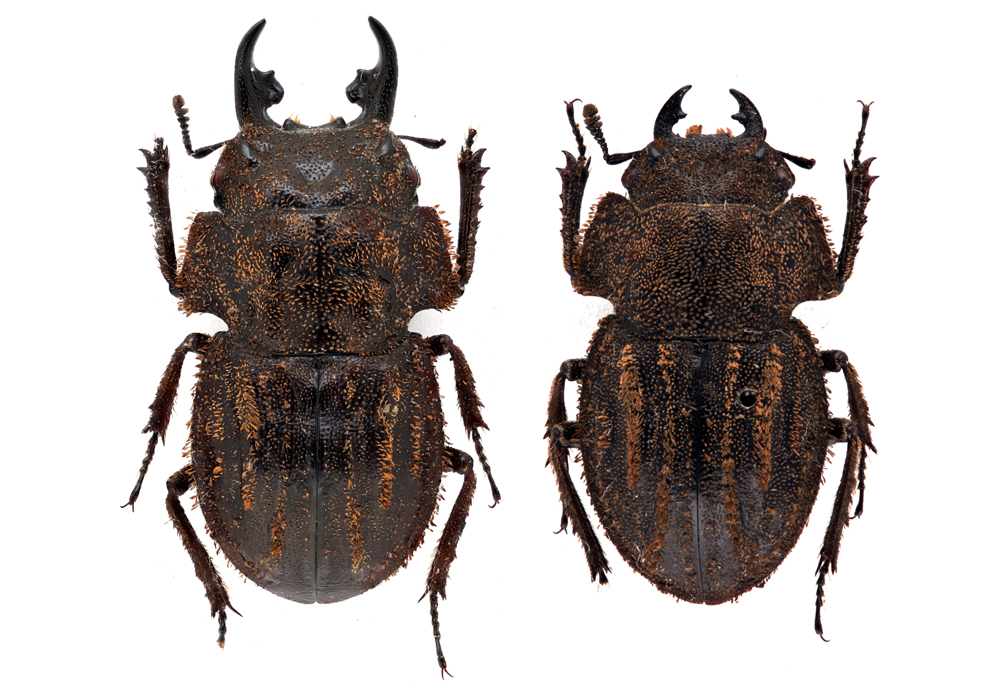 $publishedArticle->coverImageAltText