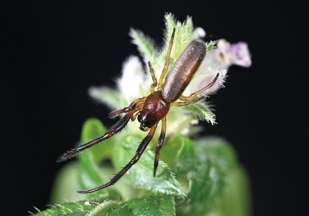 $publishedArticle->coverImageAltText