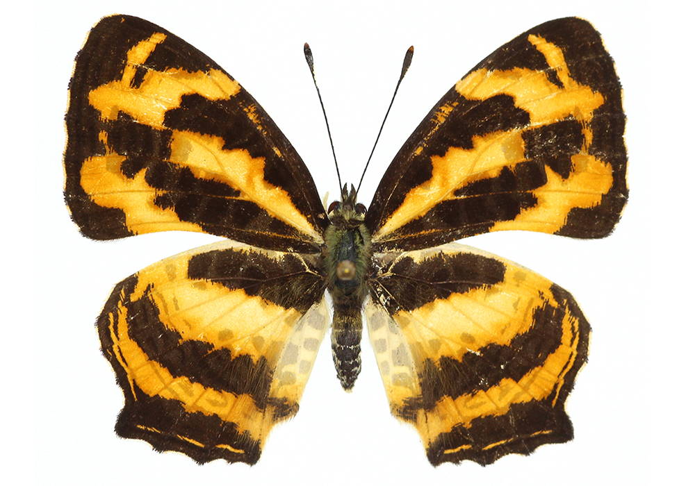 $publishedArticle->coverImageAltText