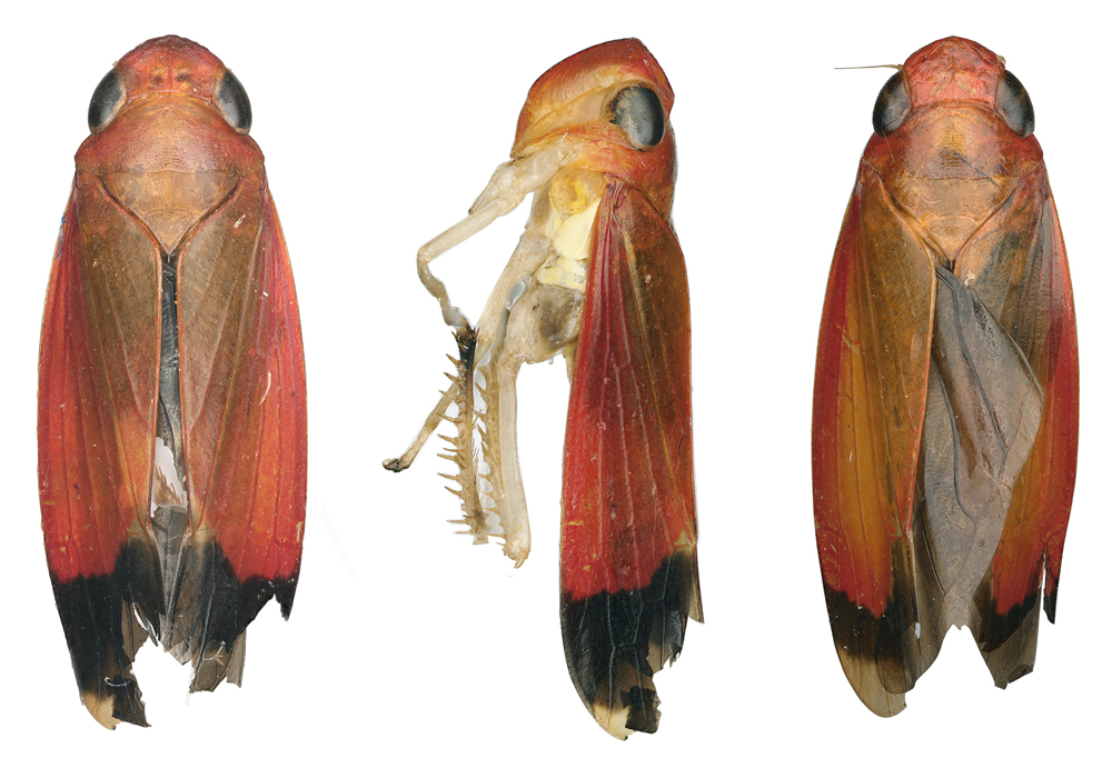 $publishedArticle->coverImageAltText