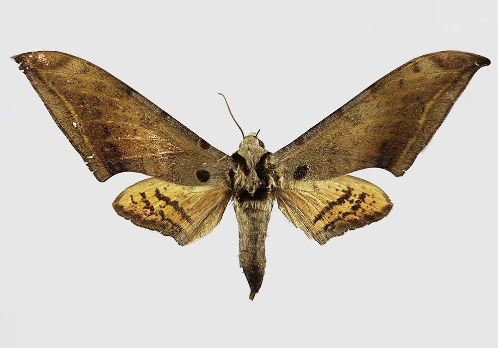 $publishedArticle->coverImageAltText