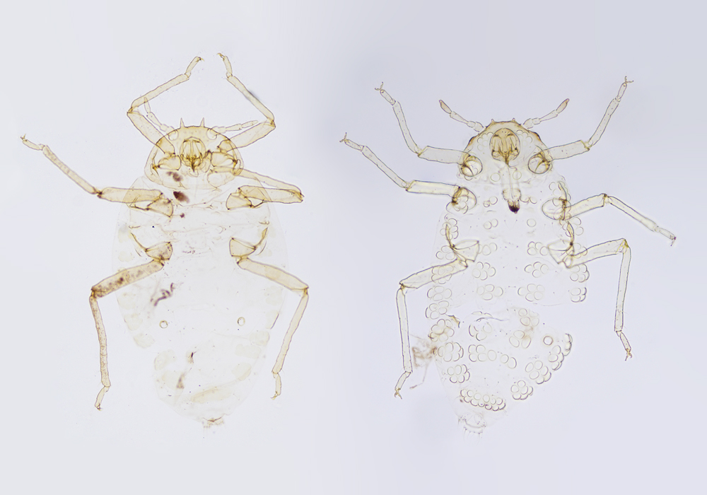 $publishedArticle->coverImageAltText