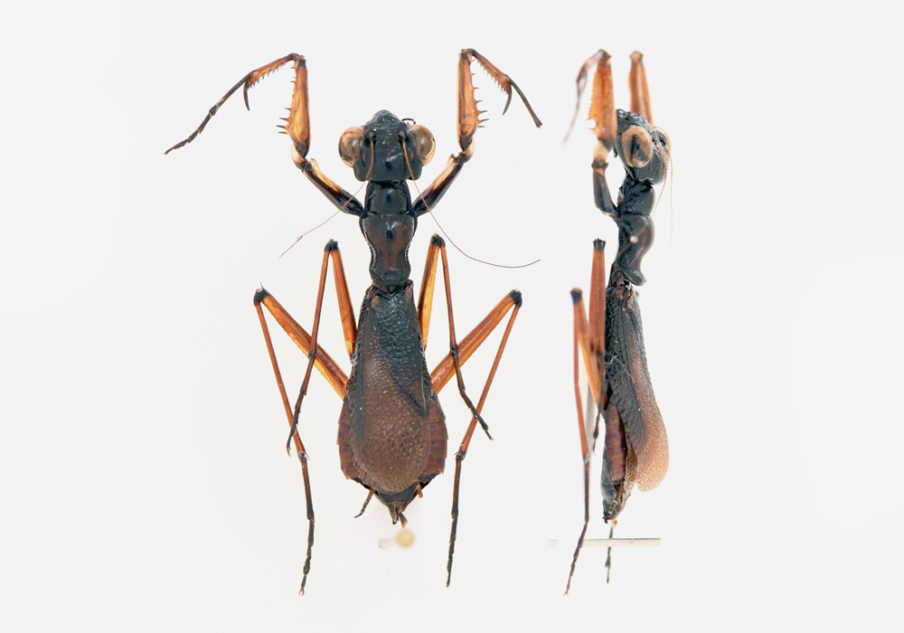 $publishedArticle->coverImageAltText