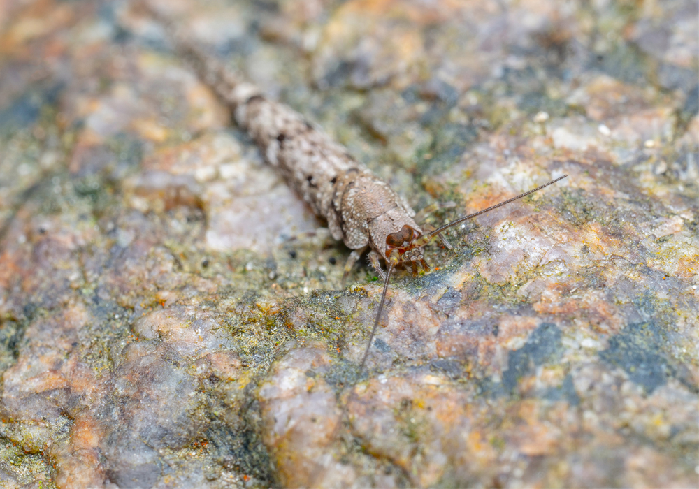 $publishedArticle->coverImageAltText