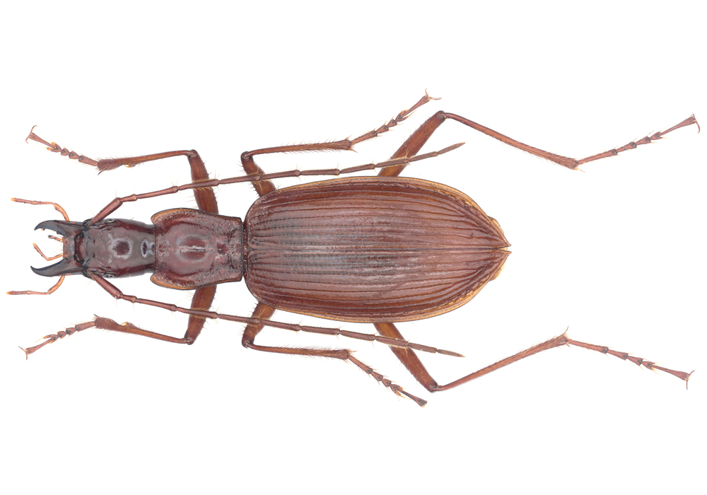 $publishedArticle->coverImageAltText