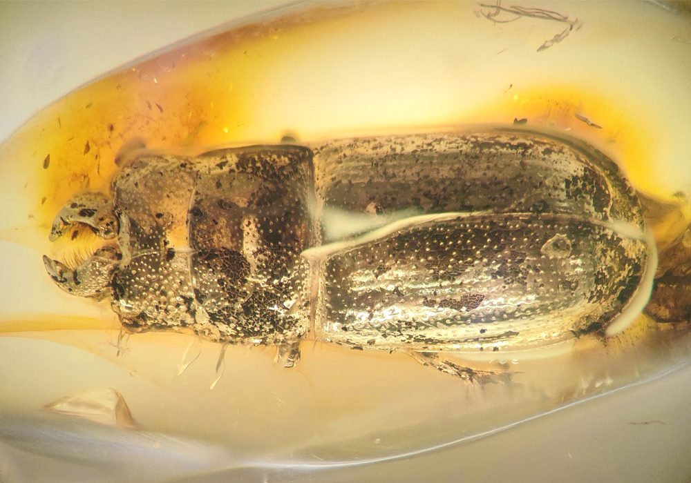 $publishedArticle->coverImageAltText