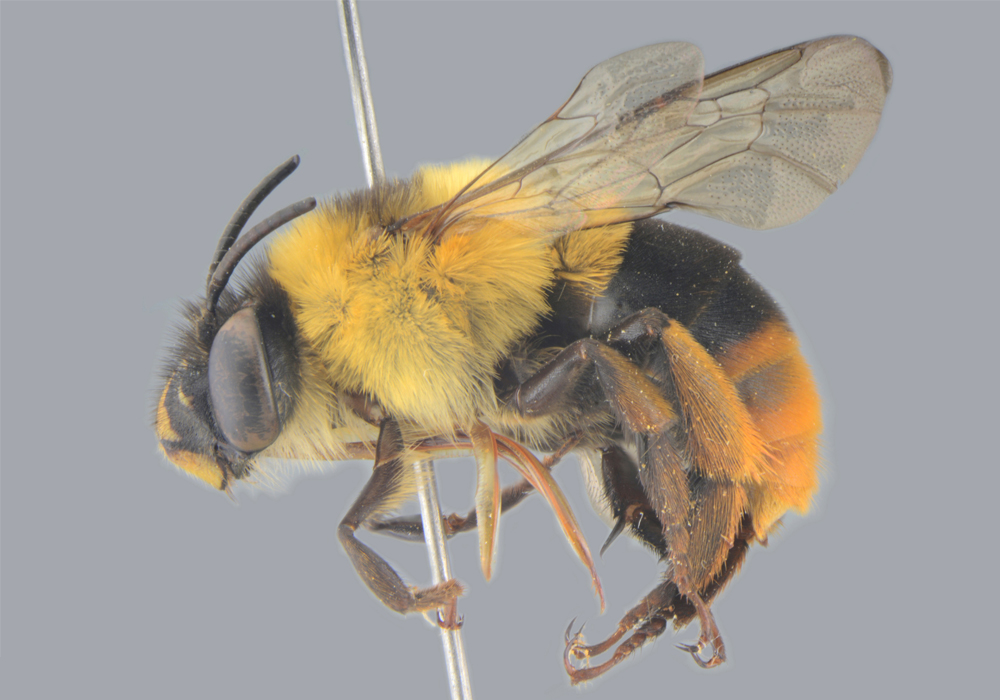 $publishedArticle->coverImageAltText