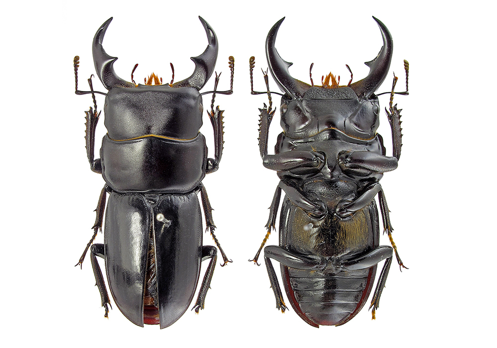 $publishedArticle->coverImageAltText