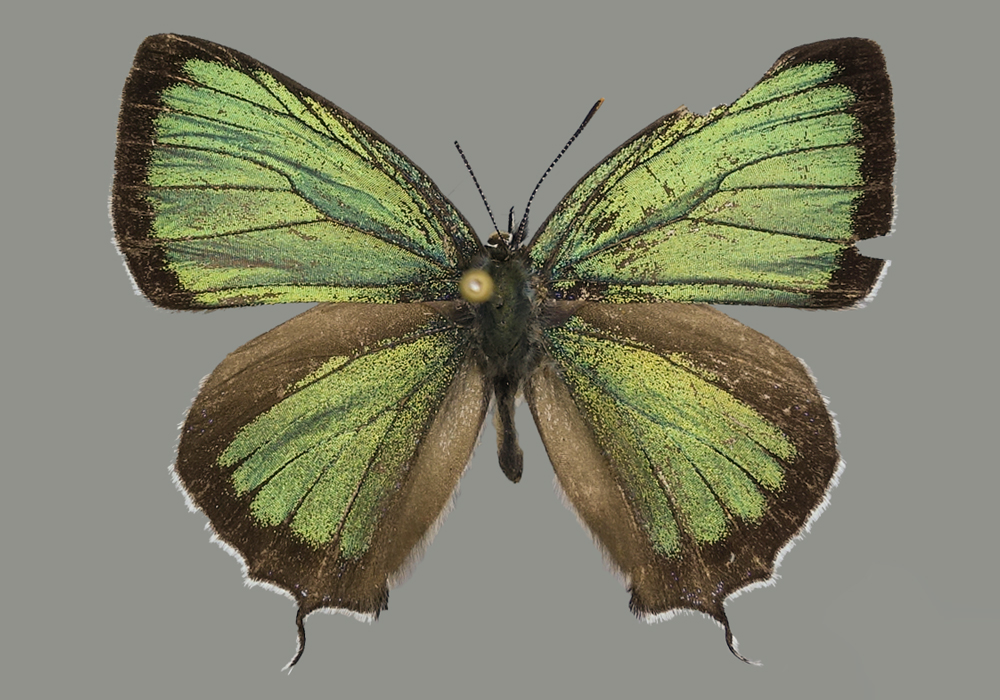 $publishedArticle->coverImageAltText